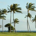 Palm Trees in Hawaii. Photo: Jphilipson